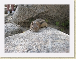 RMNP 006 * Chipmunk- up close and personal * Chipmunk- up close and personal * 1600 x 1200 * (1.22MB)